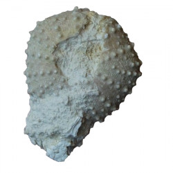 Polydiadema royeri