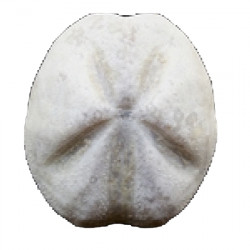 Mecaster batnensis