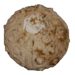 Dorocidaris taouzensis 