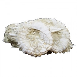 phymosoma raguini