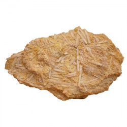 Phymosoma raguini