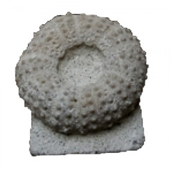 phymosoma variolare