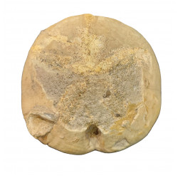 Crotoclypeus rathieri