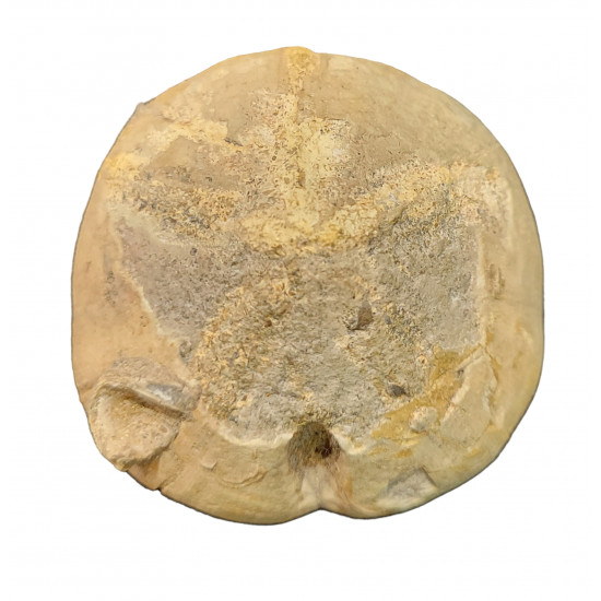 Crotoclypeus rathieri