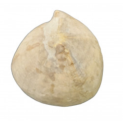 Echinocorys sp
