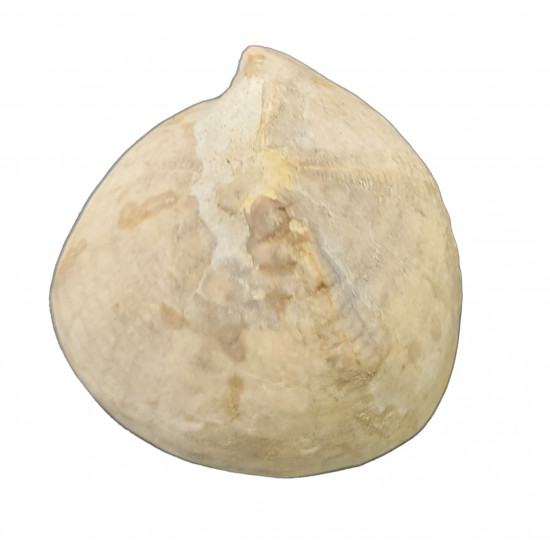 Echinocorys sp