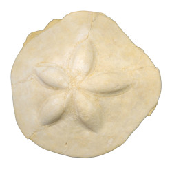 Clypeaster scillae