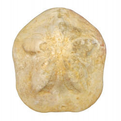 Clypeaster sp