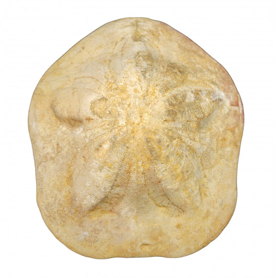 Clypeaster sp