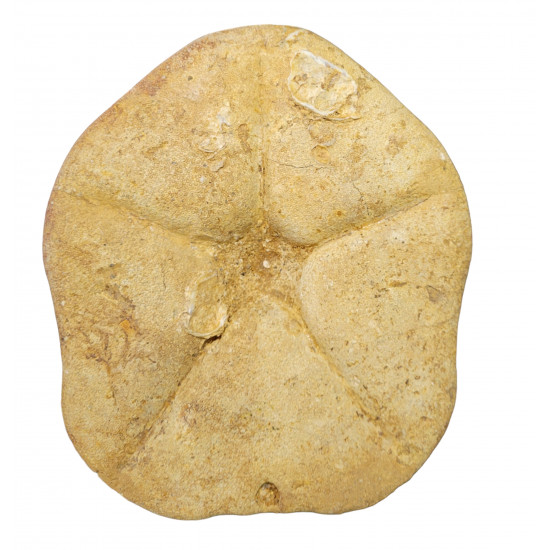 Clypeaster sp