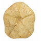 Clypeaster sp