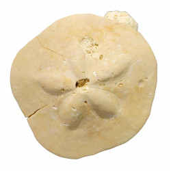 Clypeaster scillae
