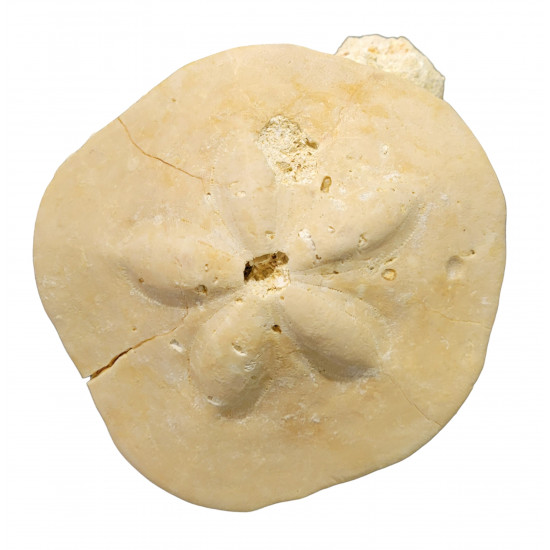 Clypeaster scillae