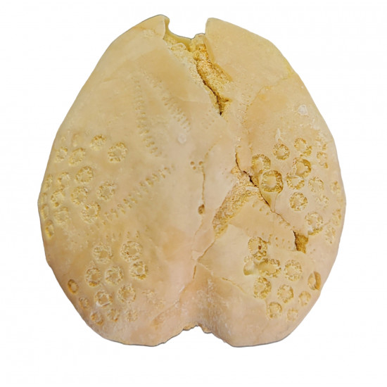 eupatagus brisus