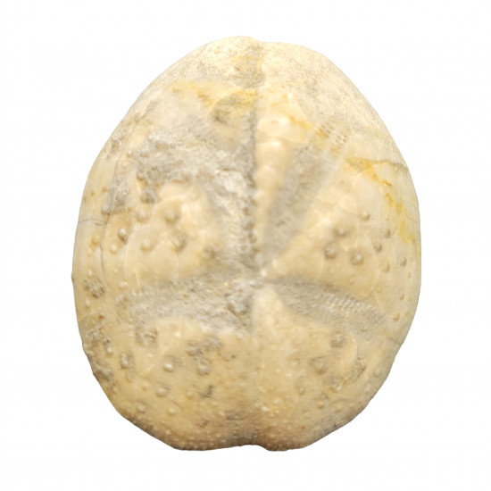 Eupatagus ornatus