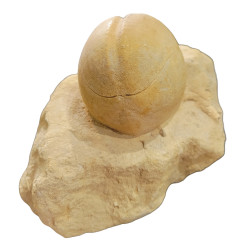 Hemipneuste striatoradiatus