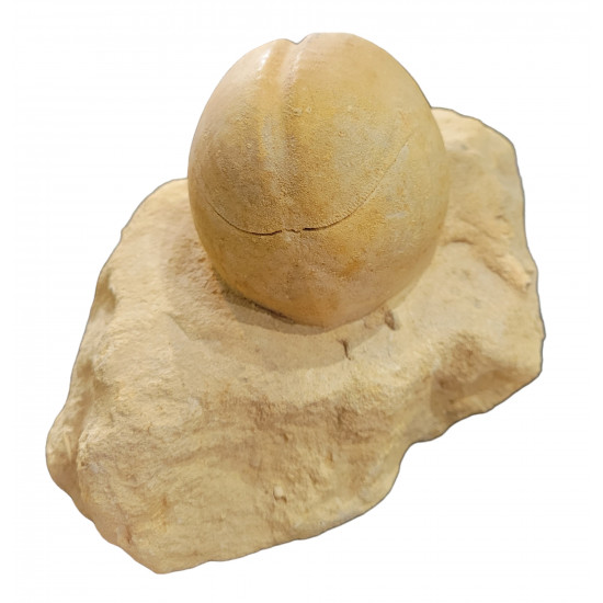 Hemipneuste striatoradiatus