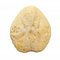 lovenia forbesi