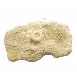 hyposalenia acanthoides