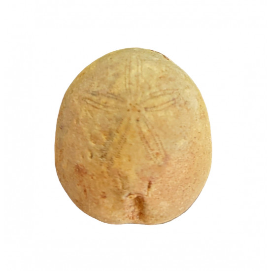 Petalobrissus rawdahensis