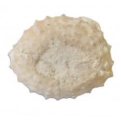 Phymosoma magnificum 