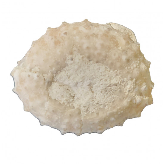 Phymosoma magnificum 