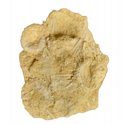 Phymosoma raguini