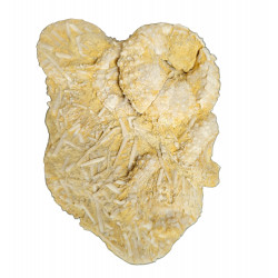 Phymosoma raguini