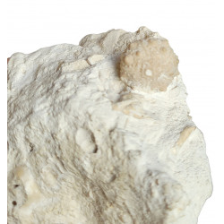 pseudosalénia aspera 