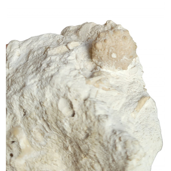 pseudosalénia aspera 