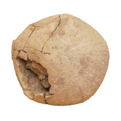 Psephechinus perlatus