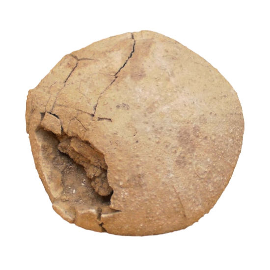 Psephechinus perlatus