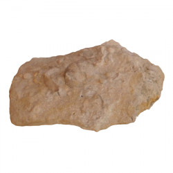 Psammechinus dubius