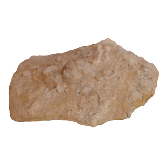 Psammechinus dubius