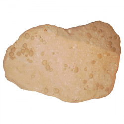 Oolopygus pyriformis
