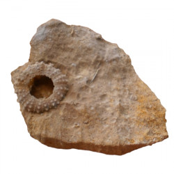 Diplopodia versipora