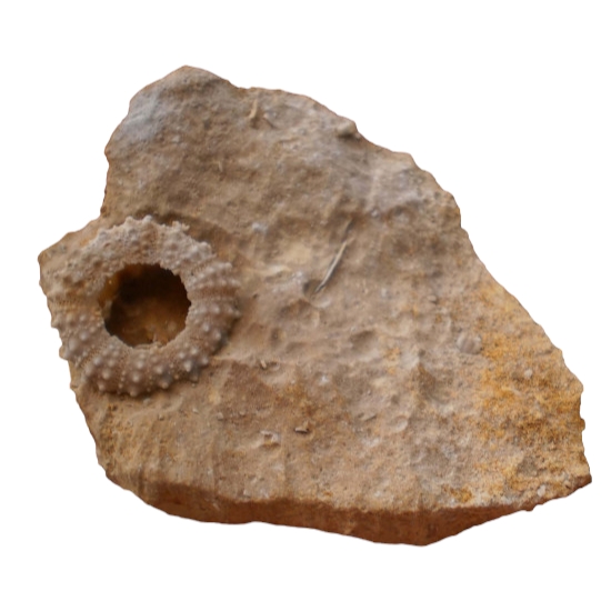 Diplopodia versipora