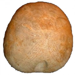 nucléolites micraulus