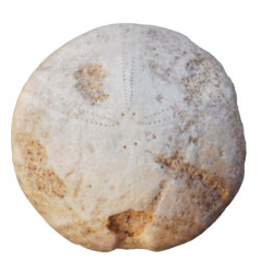 Pygorhythis klairi