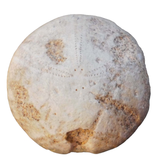 Pygorhythis klairi