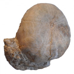 Pygorhythis klairi