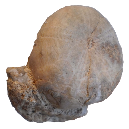 Pygorhythis klairi