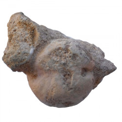 Pygorhythis klairi