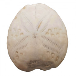 Lovenia sulcata