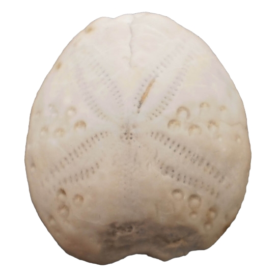 Lovenia sulcata