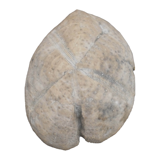 Macropneuste heberti
