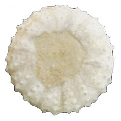 phymosoma raguini