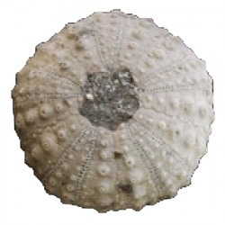 pseudodiadema peroni