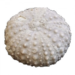 pseudodiadema peroni