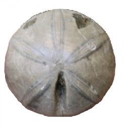 clypeus mulleri